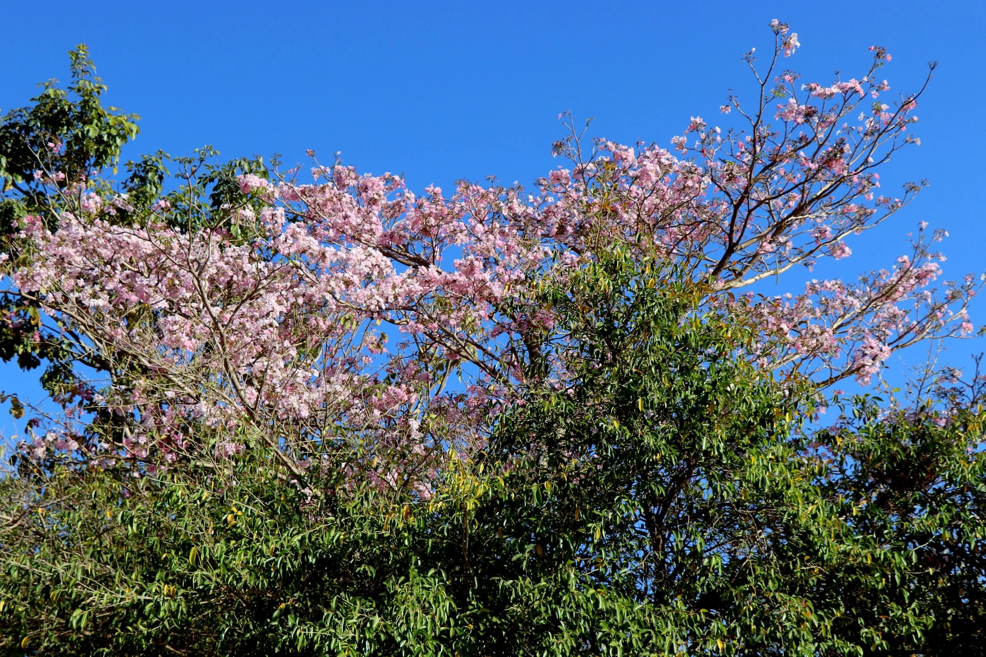 Foto do album Araputanga